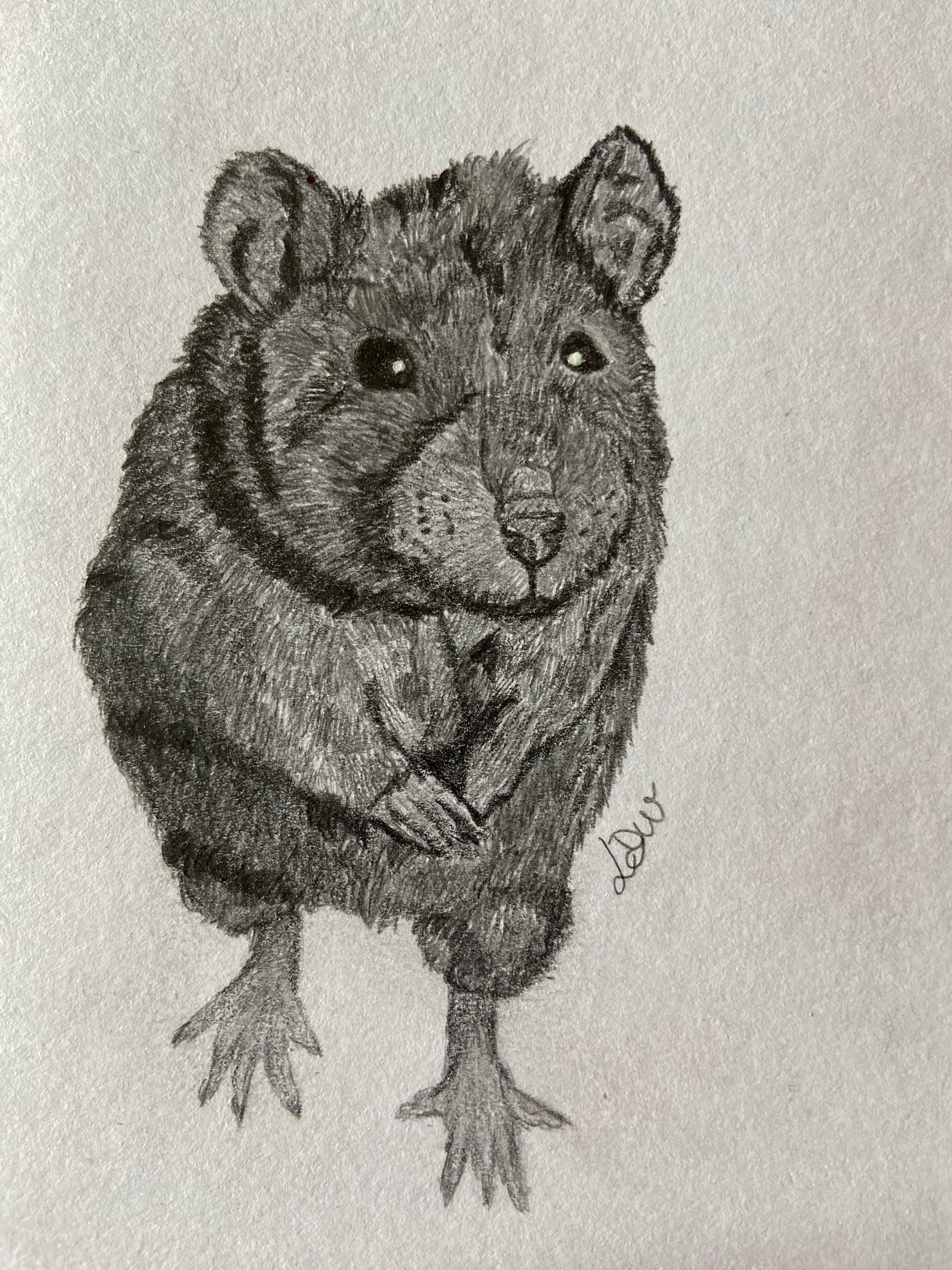 Dessin myrr